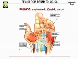PUNHOS: anatomia do túnel do carpo

 
