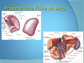 PPrrooppeeddêêuuttiiccaa FFííssiiccaa ddoo BBaaççoo 
 