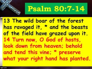 Psalm 80:7-14
13 The wild boar of the forest
has ravaged it, * and the beasts
of the field have grazed upon it.
14 Turn now, O God of hosts,
look down from heaven; behold
and tend this vine; * preserve
what your right hand has planted.
 