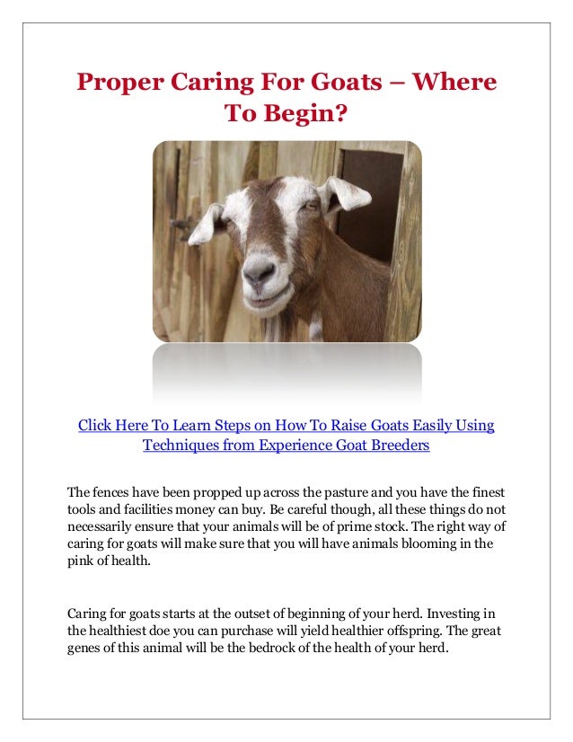 Proper Caring For Goats – Where To Begin