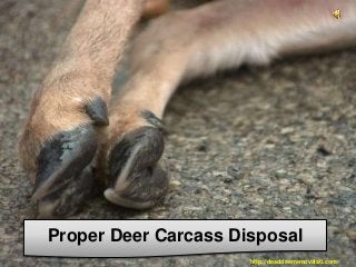 Proper Deer Carcass Disposal
http://deaddeerremovalatl.com/
 