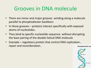 Properties of DNA[1] (1).pptx