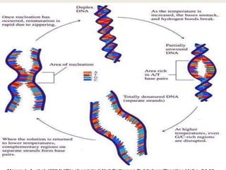 Properties of DNA[1] (1).pptx