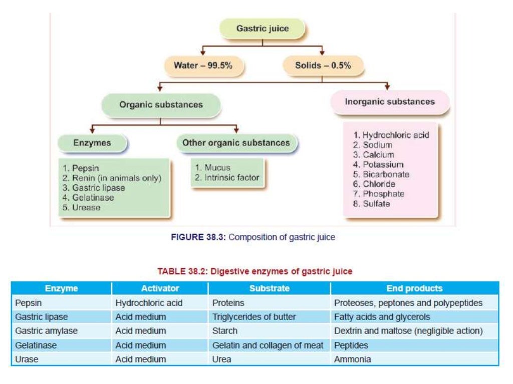 Properties of gastric juice, composition of gastric juice and functio…