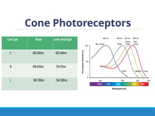 Cone Photoreceptors
 