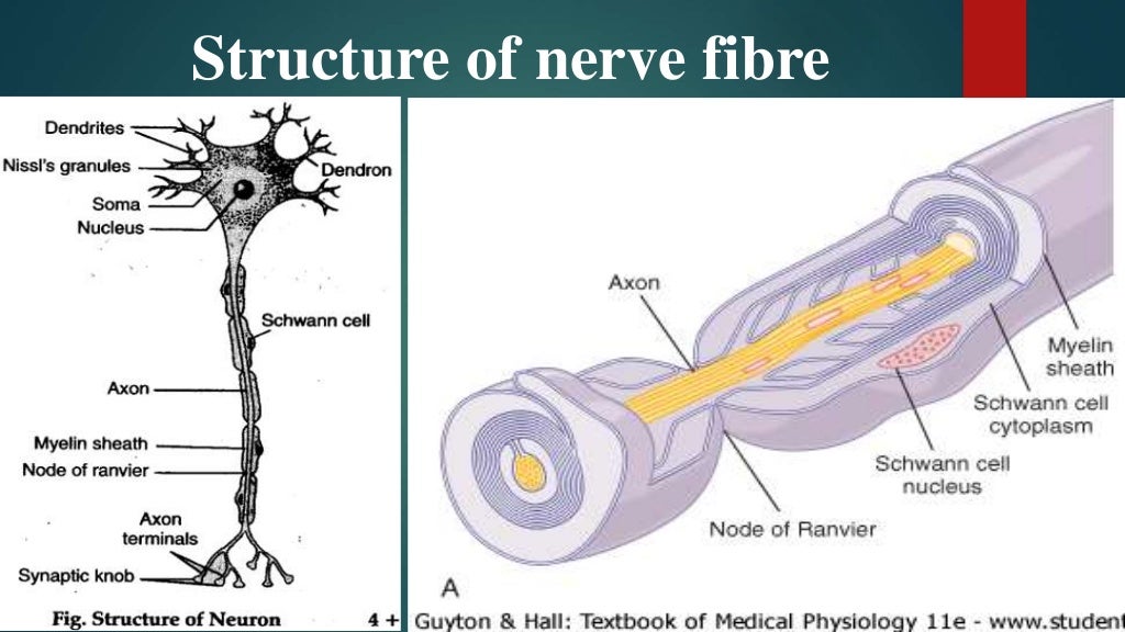 Properties of nerve fiber by Pandian M, Dept Physiology DYPMCKOP, thi…