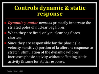 Dynamic Reflex Properties of reflexes | PPT
