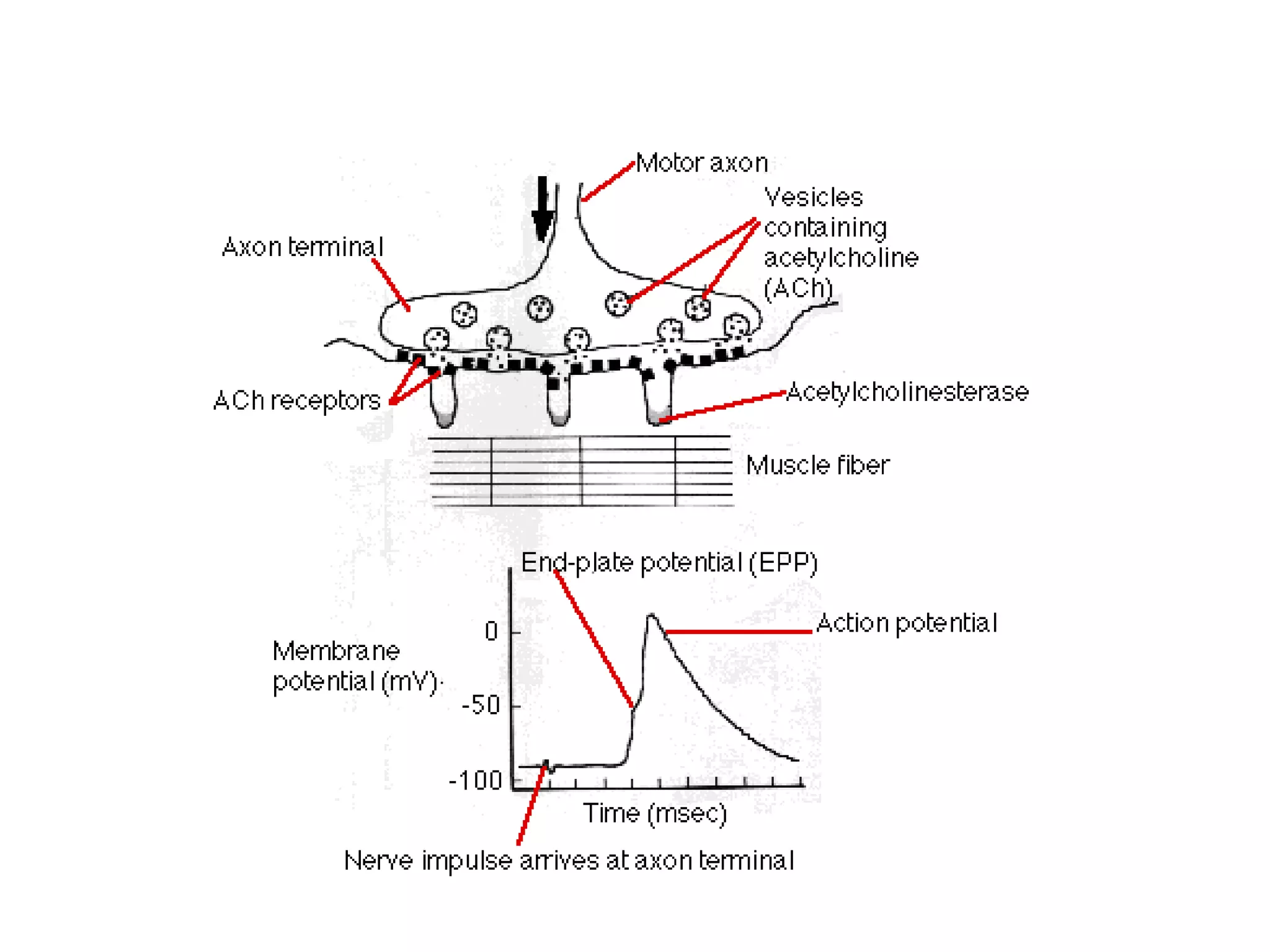 Properties of skeletal muscle | PPT