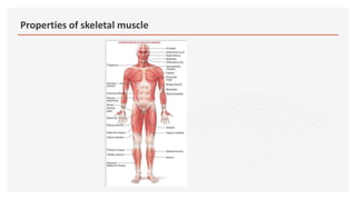Properties of skeletal muscle
 
