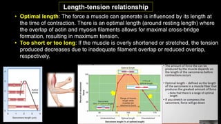 Properties of skeletal musclessssssssssss | PDF