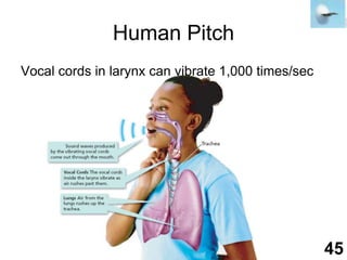 Human PitchVocal cords in larynx can vibrate 1,000 times/sec45