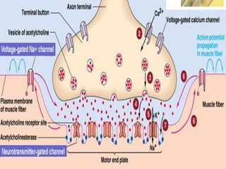 Neuromuscular junction and synapses by DR.IRUM