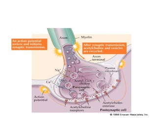 Neuromuscular junction and synapses by DR.IRUM