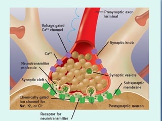 Neuromuscular junction and synapses by DR.IRUM