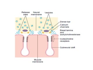 Neuromuscular junction and synapses by DR.IRUM
