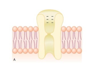 Neuromuscular junction and synapses by DR.IRUM