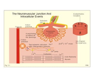 Neuromuscular junction and synapses by DR.IRUM