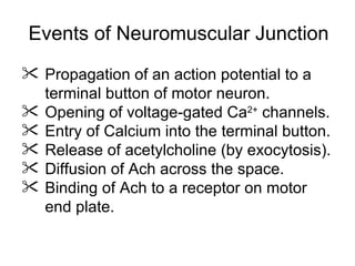Neuromuscular junction and synapses by DR.IRUM