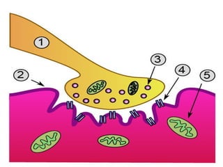 Neuromuscular junction and synapses by DR.IRUM
