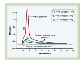 Neuromuscular junction and synapses by DR.IRUM