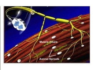 Neuromuscular junction and synapses by DR.IRUM