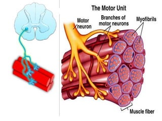 Neuromuscular junction and synapses by DR.IRUM
