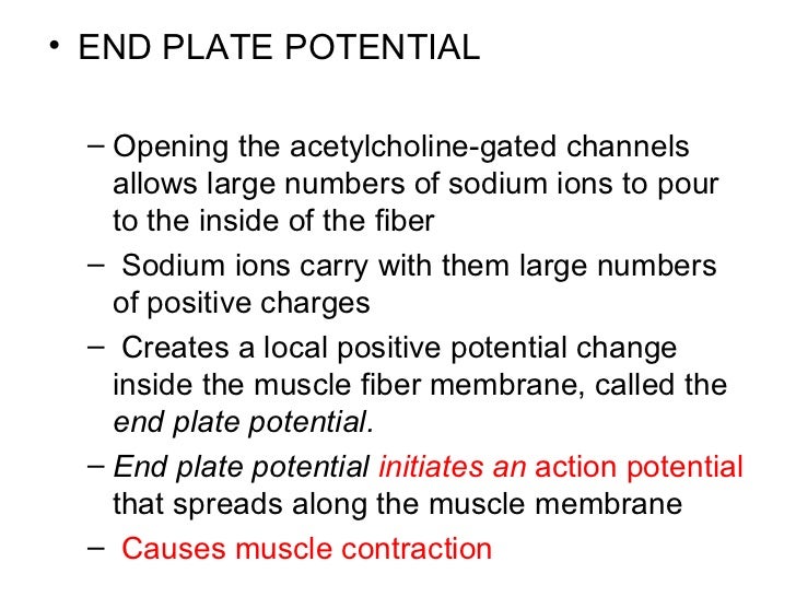 Neuromuscular junction and synapses by DR.IRUM