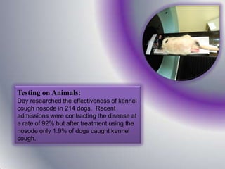 Testing on Animals:
Day researched the effectiveness of kennel
cough nosode in 214 dogs. Recent
admissions were contracting the disease at
a rate of 92% but after treatment using the
nosode only 1.9% of dogs caught kennel
cough.
 