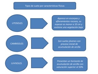 Tipos de suelo por características físicas
LITOSOLES
CAMBISOLES
LUVISOLES
Aparece en escarpas y
afloramientos rocosos, su
espesor es menor a 10 cm y
sostiene una vegetación baja
Son suelos jóvenes con
proceso inicial de
acumulación de arcilla
Presentan un horizonte de
acumulación de arcilla con
saturación superior al 50%.
 