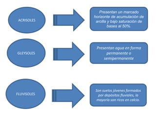 ACRISOLES
GLEYSOLES
FLUVISOLES
Presentan un marcado
horizonte de acumulación de
arcilla y bajo saturación de
bases al 50%.
Presentan agua en forma
permanente o
semipermanente
Son suelos jóvenes formados
por depósitos fluviales, la
mayoría son ricos en calcio.
 