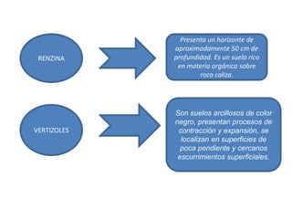 RENZINA
VERTIZOLES
Presenta un horizonte de
aproximadamente 50 cm de
profundidad. Es un suelo rico
en materia orgánica sobre
roca caliza.
Son suelos arcillosos de color
negro, presentan procesos de
contracción y expansión, se
localizan en superficies de
poca pendiente y cercanos
escurrimientos superficiales.
 