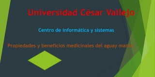 Propiedades y beneficios medicinales del aguay manto
Universidad César Vallejo
Centro de informática y sistemas
 