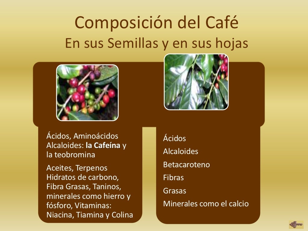 Propiedades cafe