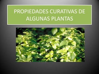 PROPIEDADES CURATIVAS DE
    ALGUNAS PLANTAS
 