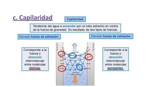 c. Capilaridad
 