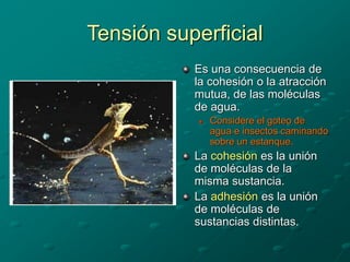 Tensión superficial
Es una consecuencia de
la cohesión o la atracción
mutua, de las moléculas
de agua.
 Considere el goteo de
agua e insectos caminando
sobre un estanque.
La cohesión es la unión
de moléculas de la
misma sustancia.
La adhesión es la unión
de moléculas de
sustancias distintas.
 