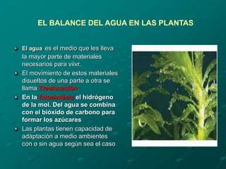 El agua es el medio que les lleva
la mayor parte de materiales
necesarios para viivr.
El movimiento de estos materiales
disueltos de una parte a otra se
llama Traslocación
En la fotosintésis el hidrógeno
de la mol. Del agua se combina
con el bióxido de carbono para
formar los azúcares
Las plantas tienen capacidad de
adaptación a medio ambientes
con o sin agua según sea el caso
EL BALANCE DEL AGUA EN LAS PLANTAS
 