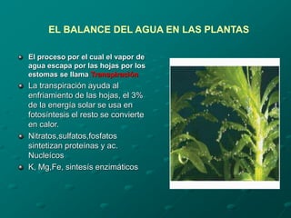 El proceso por el cual el vapor de
agua escapa por las hojas por los
estomas se llama Transpiración
La transpiración ayuda al
enfriamiento de las hojas, el 3%
de la energía solar se usa en
fotosíntesis el resto se convierte
en calor.
Nitratos,sulfatos,fosfatos
sintetizan proteínas y ac.
Nucleícos
K, Mg,Fe, sintesís enzimáticos
EL BALANCE DEL AGUA EN LAS PLANTAS
 