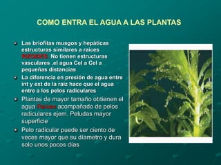 Las briofitas musgos y hepáticas
estructuras similares a raíces
RIZOIDES. No tienen estructuras
vasculares ,el agua Cel a Cel a
pequeñas distancias
La diferencia en presión de agua entre
int y ext de la raíz hace que el agua
entre a los pelos radiculares
Plantas de mayor tamaño obtienen el
agua Raíces acompañado de pelos
radiculares ejem. Peludas mayor
superficie
Pelo radicular puede ser ciento de
veces mayor que su díametro y dura
solo unos pocos días
COMO ENTRA EL AGUA A LAS PLANTAS
 