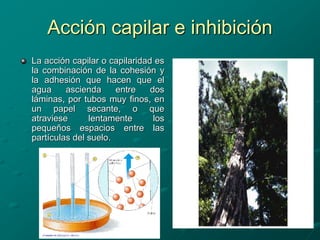 Acción capilar e inhibición
La acción capilar o capilaridad es
la combinación de la cohesión y
la adhesión que hacen que el
agua ascienda entre dos
láminas, por tubos muy finos, en
un papel secante, o que
atraviese lentamente los
pequeños espacios entre las
partículas del suelo.
 