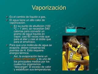 Vaporización
Es el cambio de líquido a gas.
El agua tiene un alto calor de
vaporización.
 En su punto de ebullición (100
ºC – 1 atm), se necesitan 540
calorías para convertir un
gramo de agua líquida en
vapor, casi 60 veces más que
para el éter y casi el doble que
para el amoníaco.
Para que una molécula de agua se
evapore, deben romperse los
puentes de H. Esto requiere
energía térmica.
 Así, la evaporación tiene un
efecto refrigerante y es uno de
los principales medios por los
cuales los organismos
“descargan” el exceso de calor
y estabilizan sus temperaturas.
 