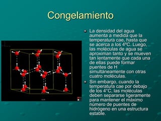 Congelamiento
La densidad del agua
aumenta a medida que la
temperatura cae, hasta que
se acerca a los 4ºC. Luego,
las moléculas de agua se
aproximan tanto y se mueven
tan lentamente que cada una
de ellas puede formar
puentes de H
simultáneamente con otras
cuatro moléculas.
Sin embargo, cuando la
temperatura cae por debajo
de los 4°C, las moléculas
deben separarse ligeramente
para mantener el máximo
número de puentes de
hidrógeno en una estructura
estable.
 