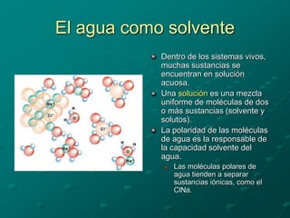 El agua como solvente
Dentro de los sistemas vivos,
muchas sustancias se
encuentran en solución
acuosa.
Una solución es una mezcla
uniforme de moléculas de dos
o más sustancias (solvente y
solutos).
La polaridad de las moléculas
de agua es la responsable de
la capacidad solvente del
agua.
 Las moléculas polares de
agua tienden a separar
sustancias iónicas, como el
ClNa.
 
