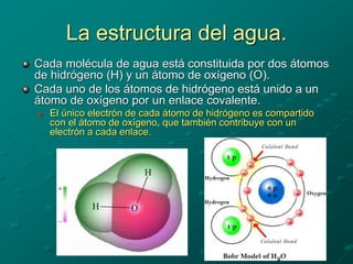 La estructura del agua.
Cada molécula de agua está constituida por dos átomos
de hidrógeno (H) y un átomo de oxígeno (O).
Cada uno de los átomos de hidrógeno está unido a un
átomo de oxígeno por un enlace covalente.
 El único electrón de cada átomo de hidrógeno es compartido
con el átomo de oxígeno, que también contribuye con un
electrón a cada enlace.
 