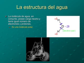 La estructura del agua
La molécula de agua, en
conjunto, posee carga neutra y
tiene igual número de
electrones y protones.
 Es una molécula polar.
 