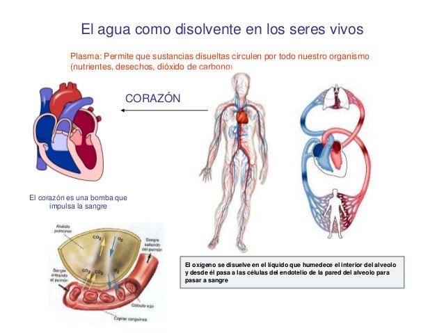 Propiedades del agua. Funciones I
