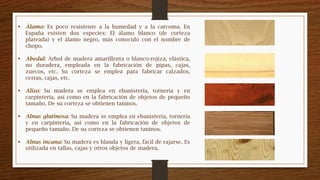  Álamo: Es poco resistente a la humedad y a la carcoma. En
España existen dos especies: El álamo blanco (de corteza
plateada) y el álamo negro, más conocido con el nombre de
chopo.
 Abedul: Árbol de madera amarillenta o blanco-rojiza, elástica,
no duradera, empleada en la fabricación de pipas, cajas,
zuecos, etc. Su corteza se emplea para fabricar calzados,
cestas, cajas, etc.
 Aliso: Su madera se emplea en ebanistería, tornería y en
carpintería, así como en la fabricación de objetos de pequeño
tamaño. De su corteza se obtienen taninos.
 Alnus glutinosa: Su madera se emplea en ebanistería, tornería
y en carpintería, así como en la fabricación de objetos de
pequeño tamaño. De su corteza se obtienen taninos.
 Alnus incana: Su madera es blanda y ligera, fácil de rajarse. Es
utilizada en tallas, cajas y otros objetos de madera.
 