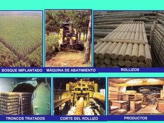 ROLLIZOS
PRODUCTOS
BOSQUE IMPLANTADO MÁQUINA DE ABATIMIENTO
TRONCOS TRATADOS CORTE DEL ROLLIZO
 