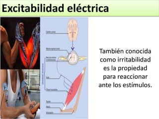 Excitabilidad eléctrica
También conocida
como irritabilidad
es la propiedad
para reaccionar
ante los estímulos.
 
