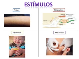 Físicos Fisiológicos
Químicos Mecánicos
 